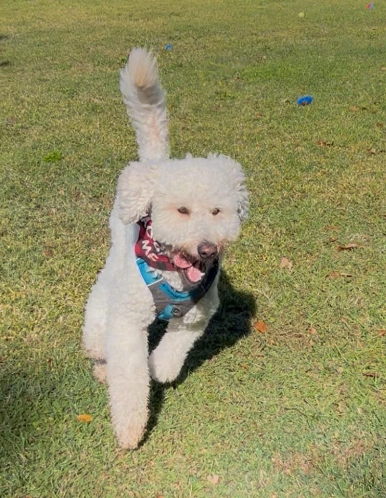 Enlarge Charlie, a ADOPTABLE Goldendoodle in Orlando, FL image 5/6