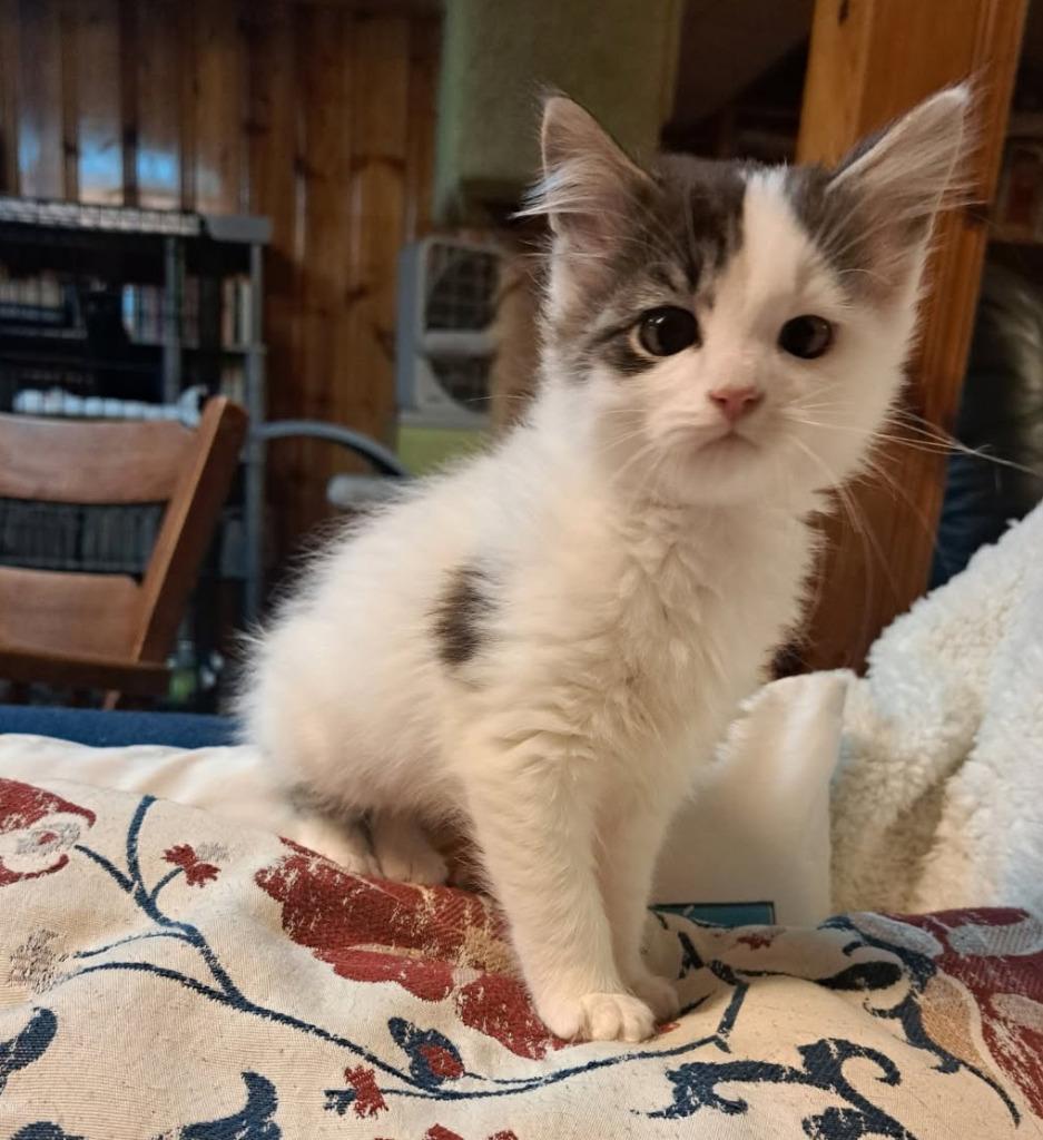 Peter Mitchell, Adopted, Kitten Male Domestic Medium Hair.