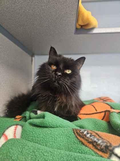 Enlarge Shadow, a Adoptable mixed breed in Washington, IA image 1/1