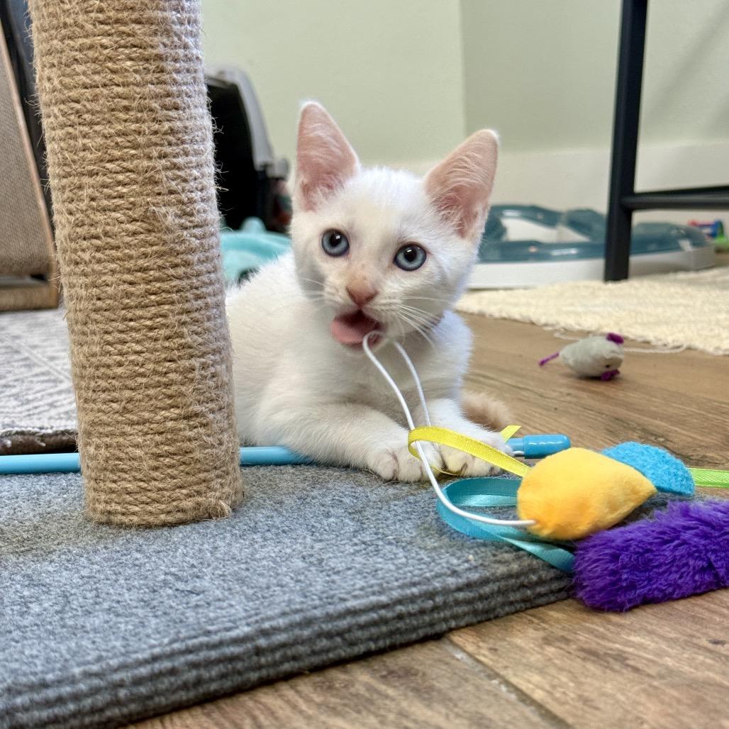 Cumulus, Adoptable, Kitten Female Siamese & Domestic Short Hair.