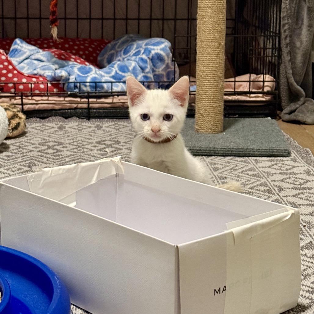 Cumulus, a Adoptable mixed breed in Milton, FL image 2/6