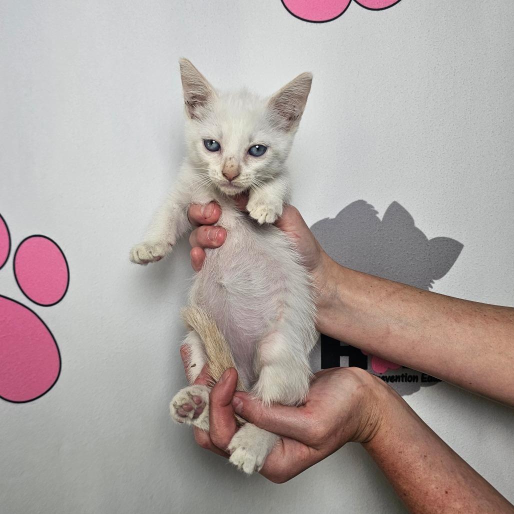 Cumulus, a Adoptable mixed breed in Milton, FL image 3/6