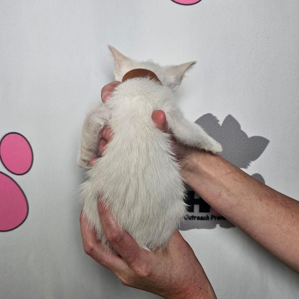 Cumulus, a Adoptable mixed breed in Milton, FL image 4/6