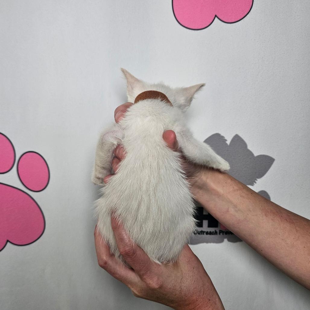 Cumulus, a Adoptable mixed breed in Milton, FL image 5/6