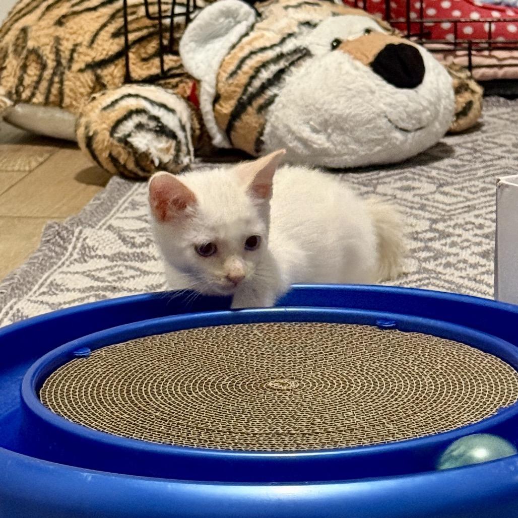 Cumulus, a Adoptable mixed breed in Milton, FL image 6/6