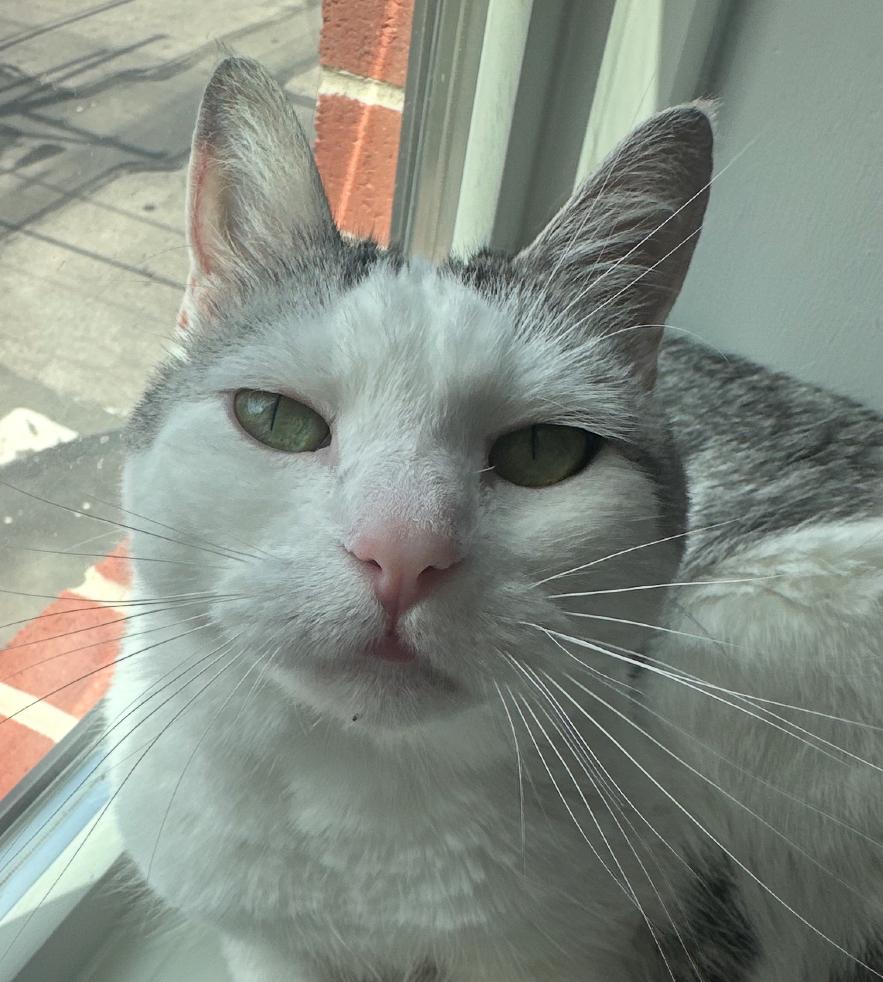 Lil’ Lulu, Adoptable, Adult Female Domestic Short Hair.