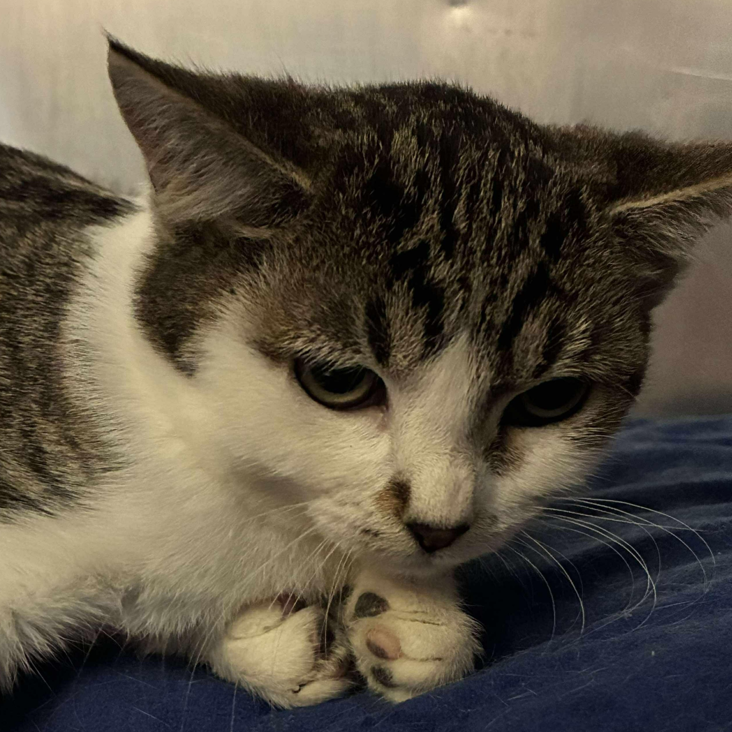 Micah, Adoptable, Kitten Female Domestic Short Hair & Tabby.