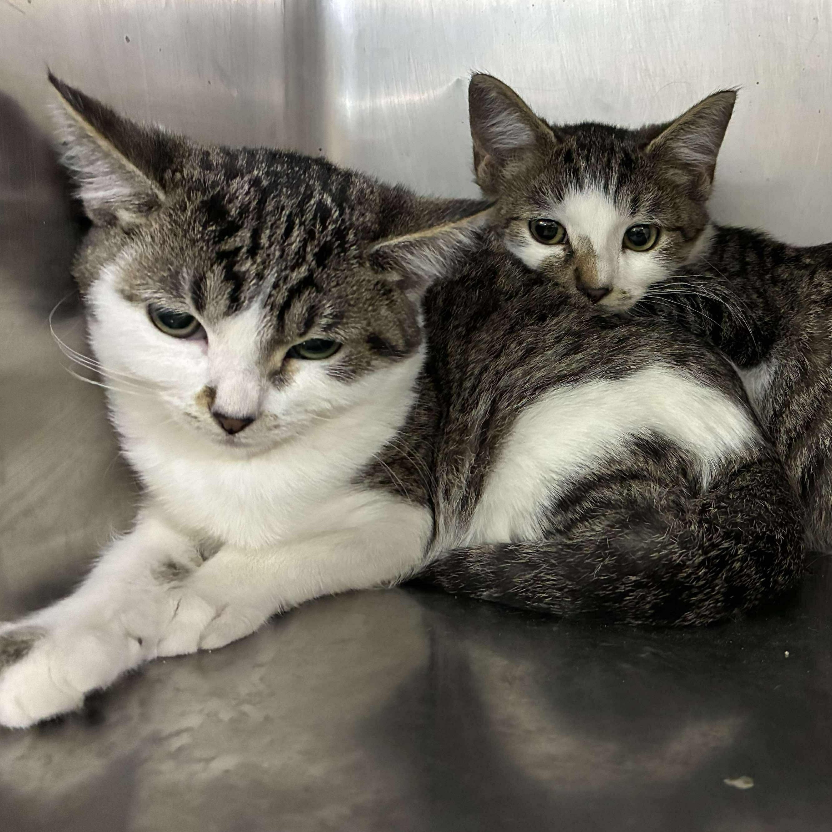 Micah, Adoptable, Kitten Female Domestic Short Hair & Tabby.