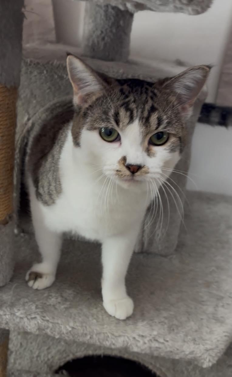 Enlarge Micah, a Adoptable mixed breed in Petersburg, IL image 1/5