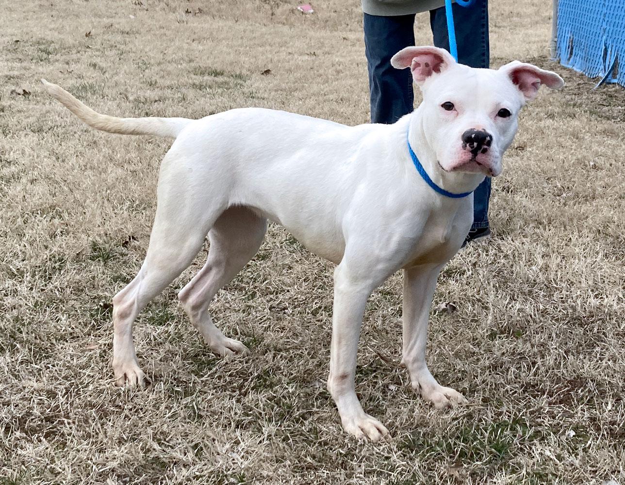 Enlarge Iris (AO35901), a ADOPTABLE mixed breed in Kansas City, KS image 6/6