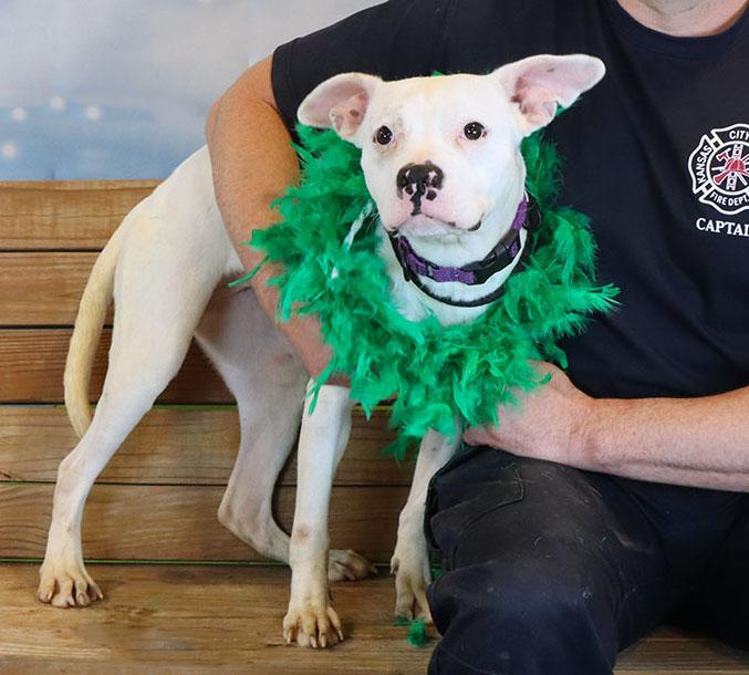 Enlarge Iris (AO35901), a ADOPTABLE mixed breed in Kansas City, KS image 4/6