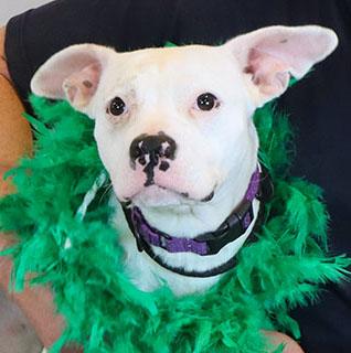 Iris (AO35901), ADOPTABLE, Young Female Pit Bull Terrier.