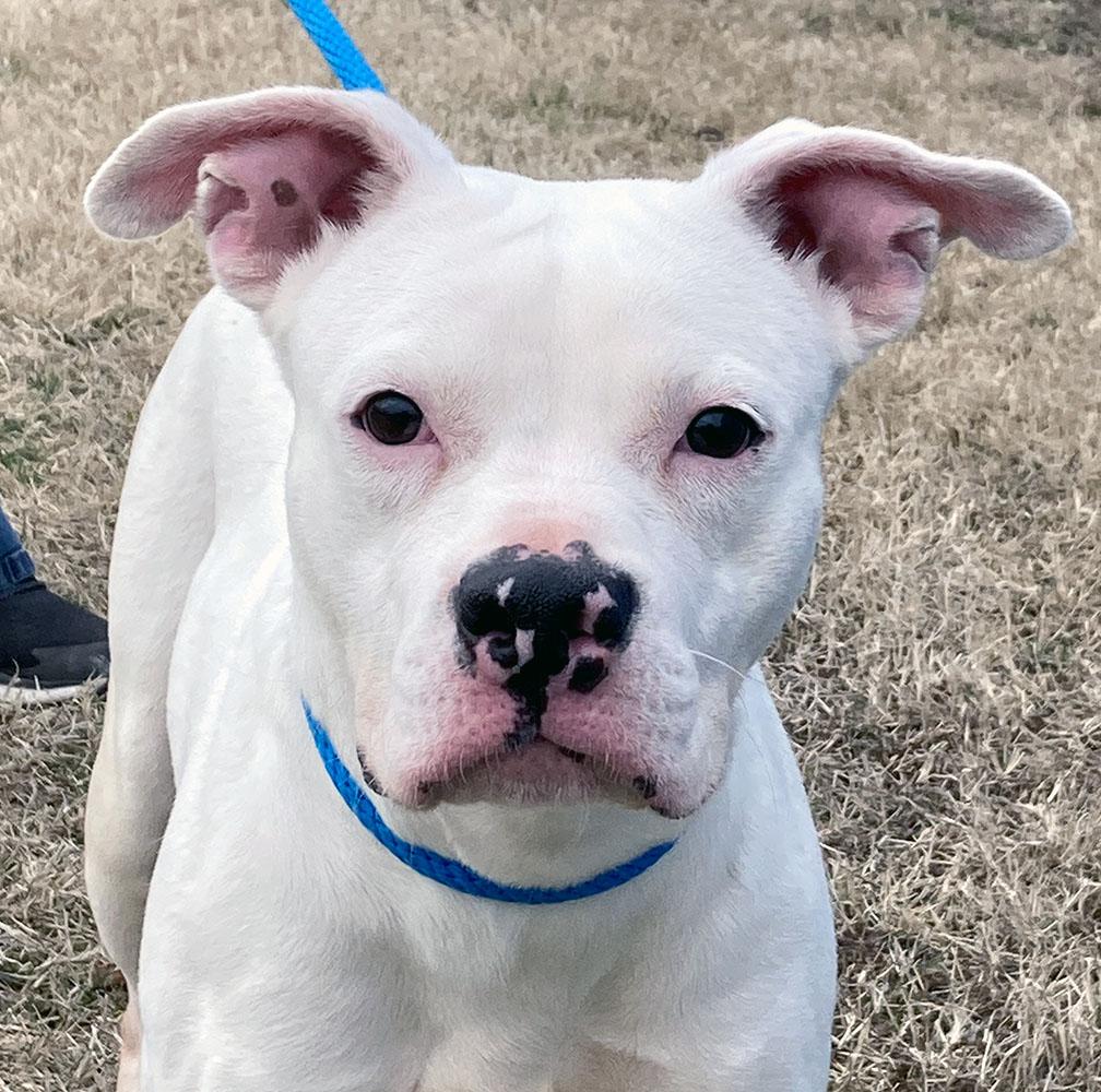 Enlarge Iris (AO35901), a ADOPTABLE mixed breed in Kansas City, KS image 3/6