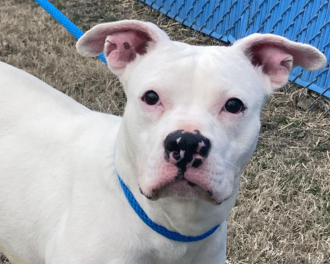 Iris (AO35901), ADOPTABLE, Young Female Pit Bull Terrier.