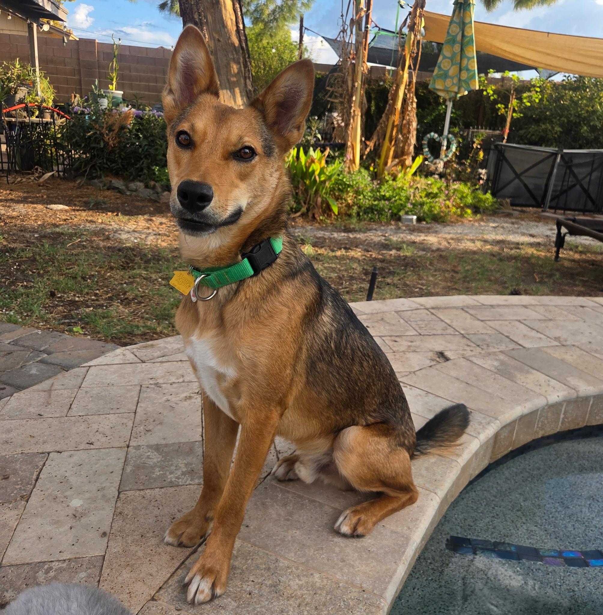 Enlarge Tukee, a Adoptable mixed breed in Phoenix, AZ image 6/6