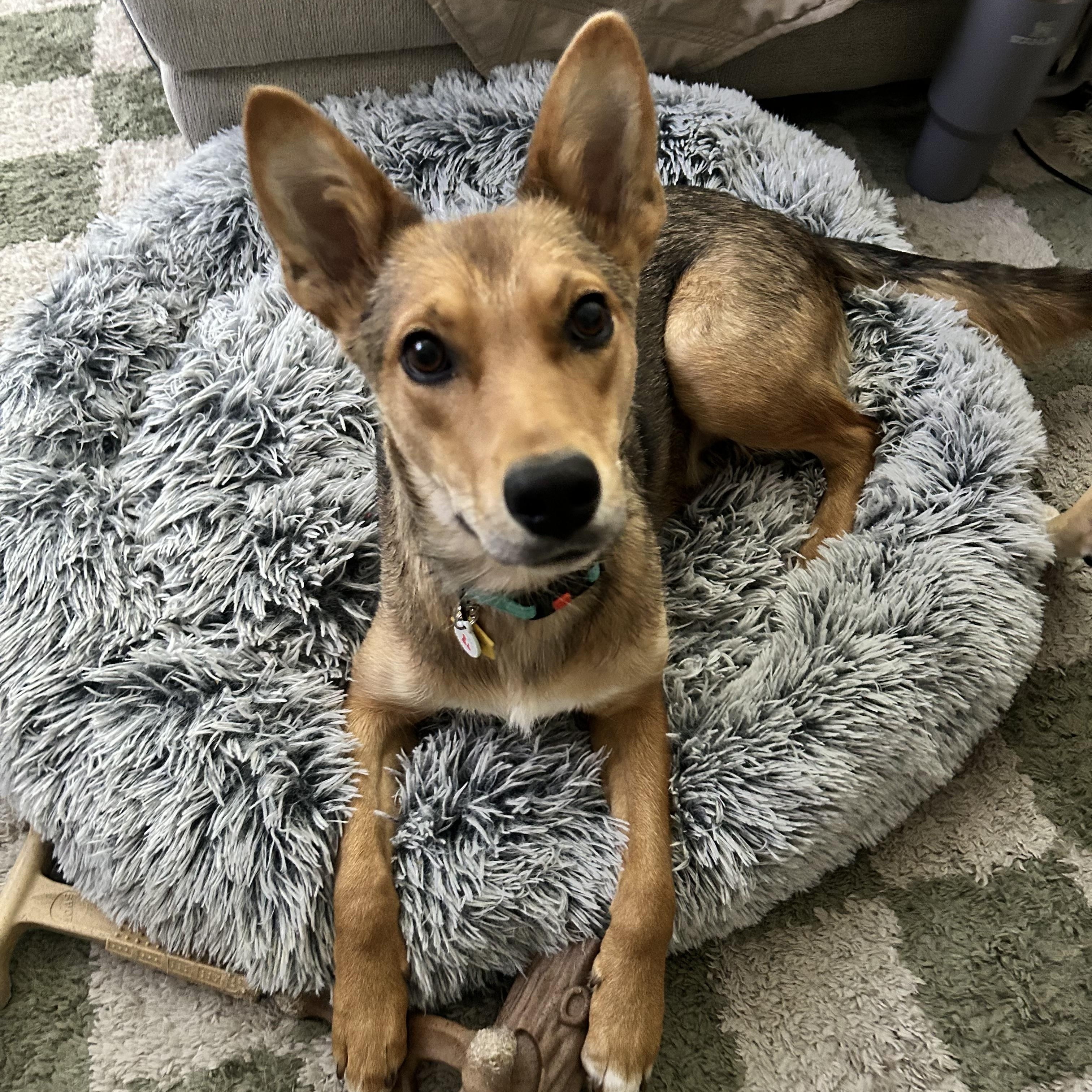 Tukee, Adoptable, Adult Male Australian Kelpie.