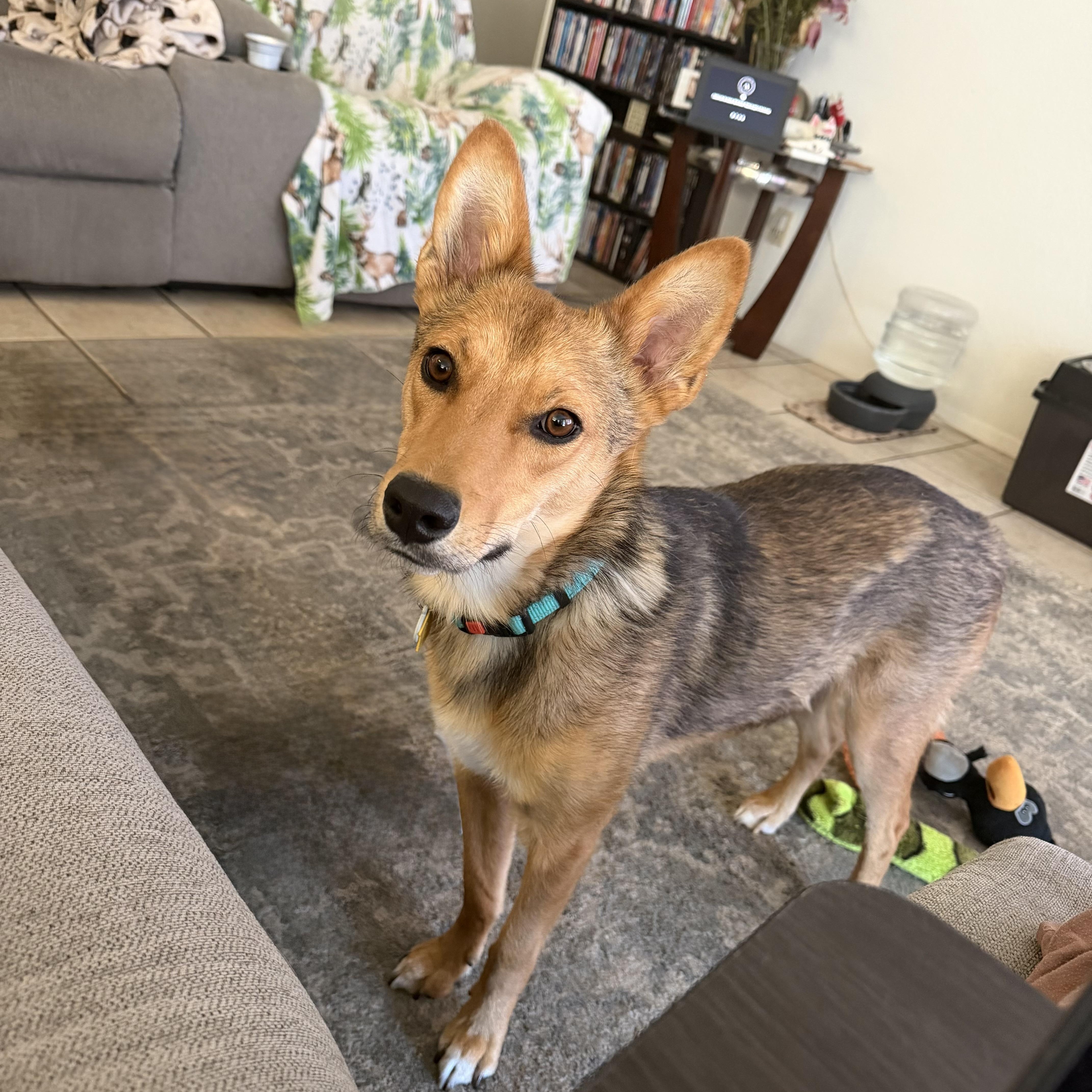 Enlarge Tukee, a Adoptable mixed breed in Phoenix, AZ image 5/6