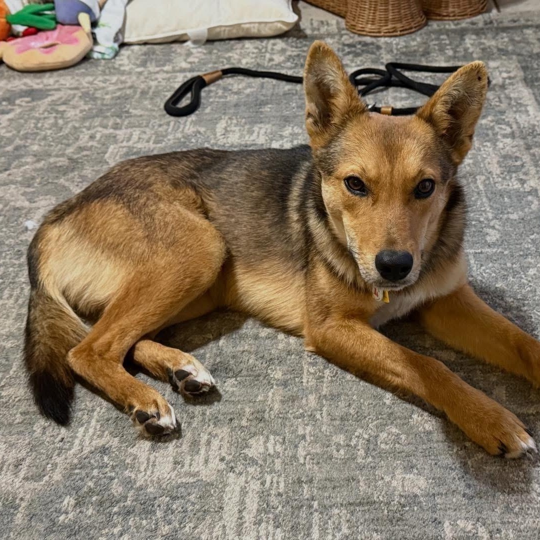 Enlarge Tukee, a Adoptable mixed breed in Phoenix, AZ image 4/5