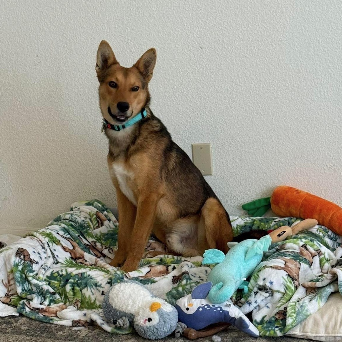 Enlarge Tukee, a Adoptable mixed breed in Phoenix, AZ image 1/5