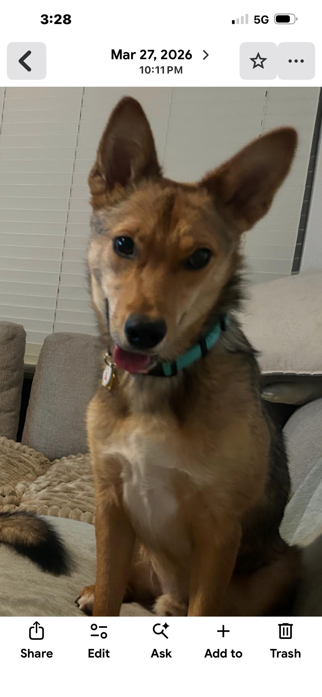 Tukee, Adoptable, Adult Male Australian Kelpie.
