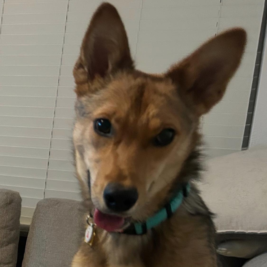 Tukee, a Adoptable mixed breed in Phoenix, AZ image 2/6