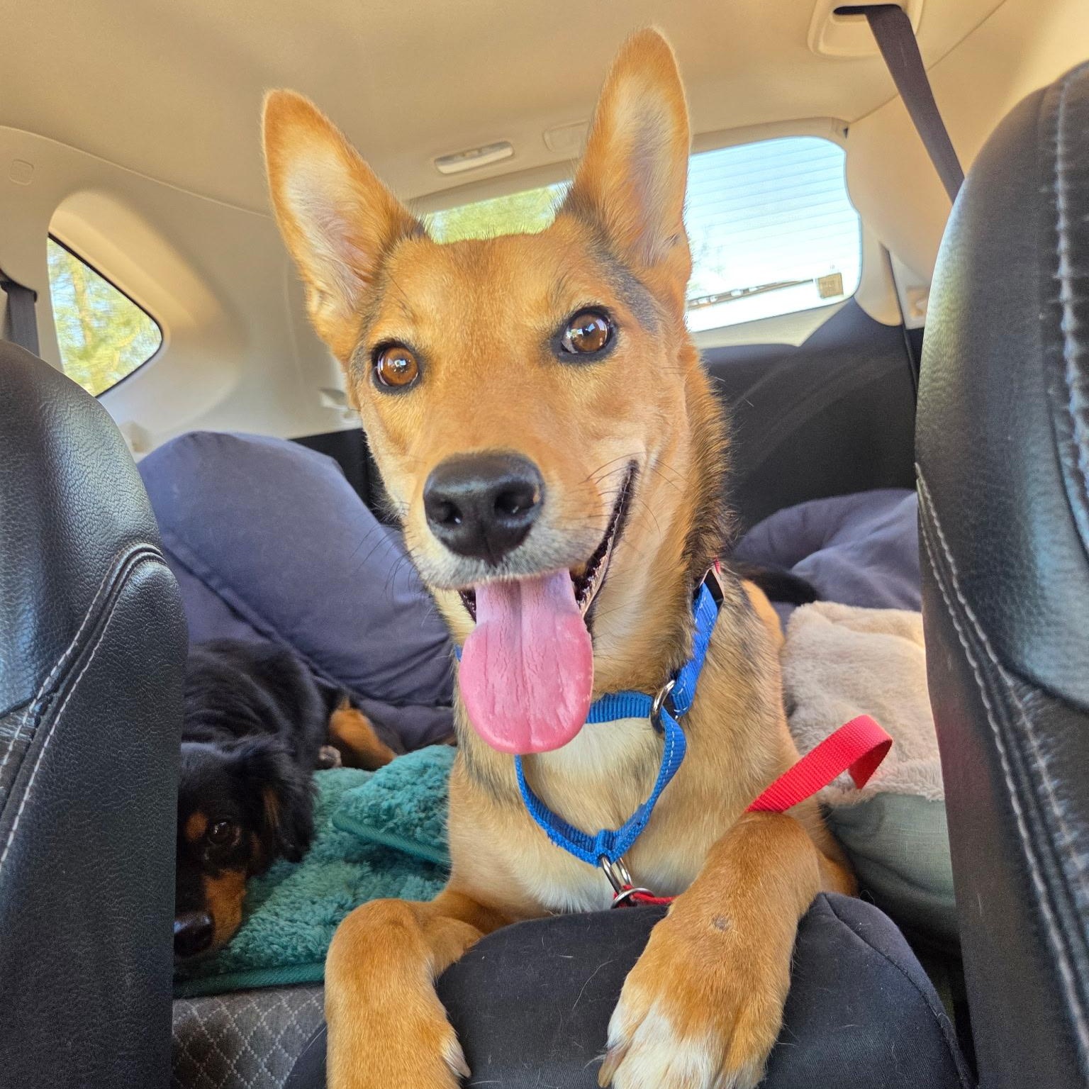 Tukee, Adoptable, Adult Male Australian Kelpie.