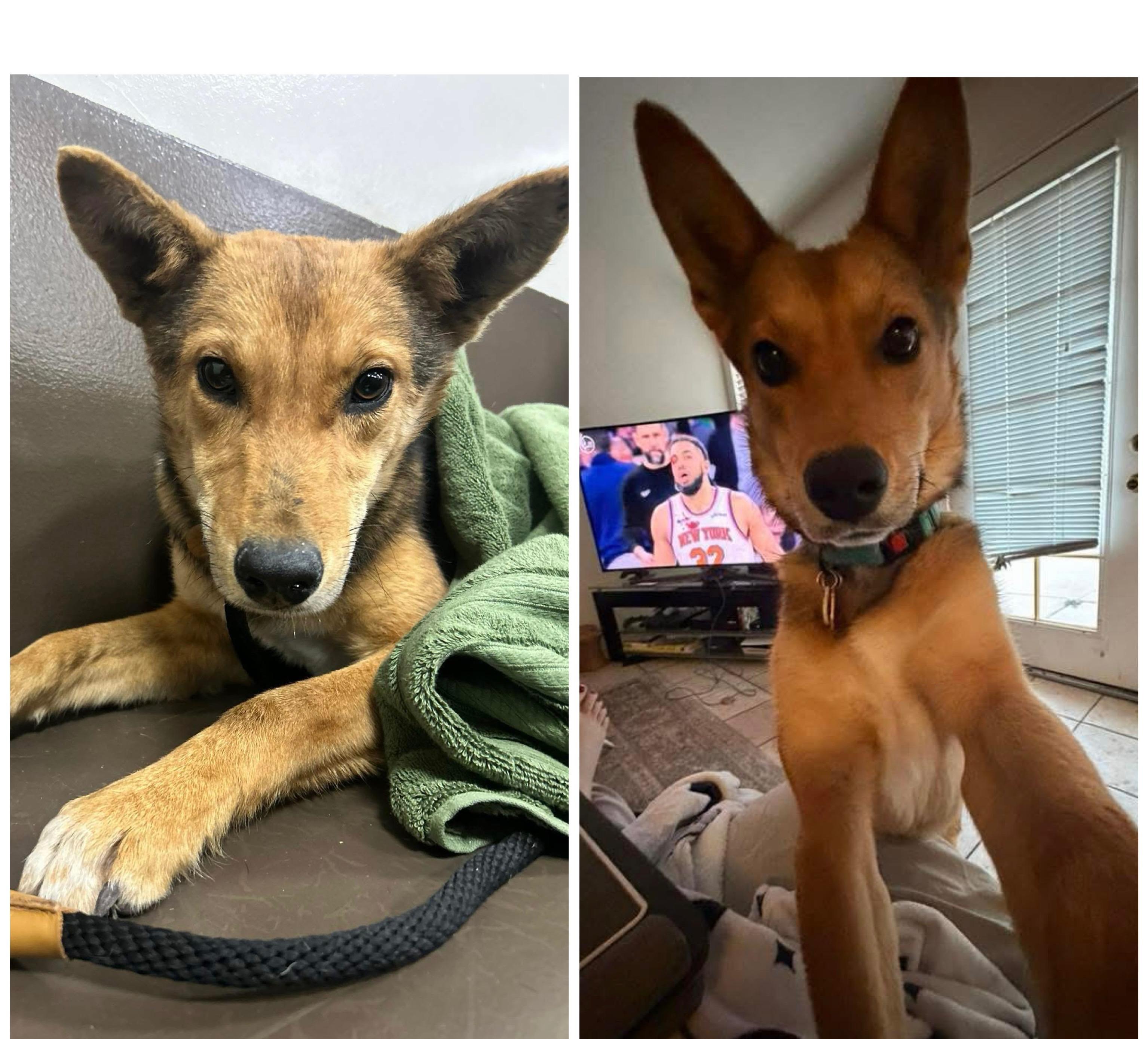 Enlarge Tukee, a Adoptable mixed breed in Phoenix, AZ image 6/6