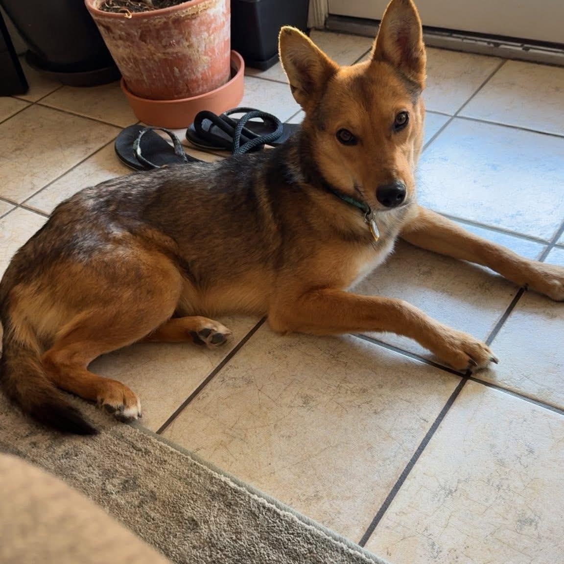 Enlarge Tukee, a Adoptable mixed breed in Phoenix, AZ image 3/5