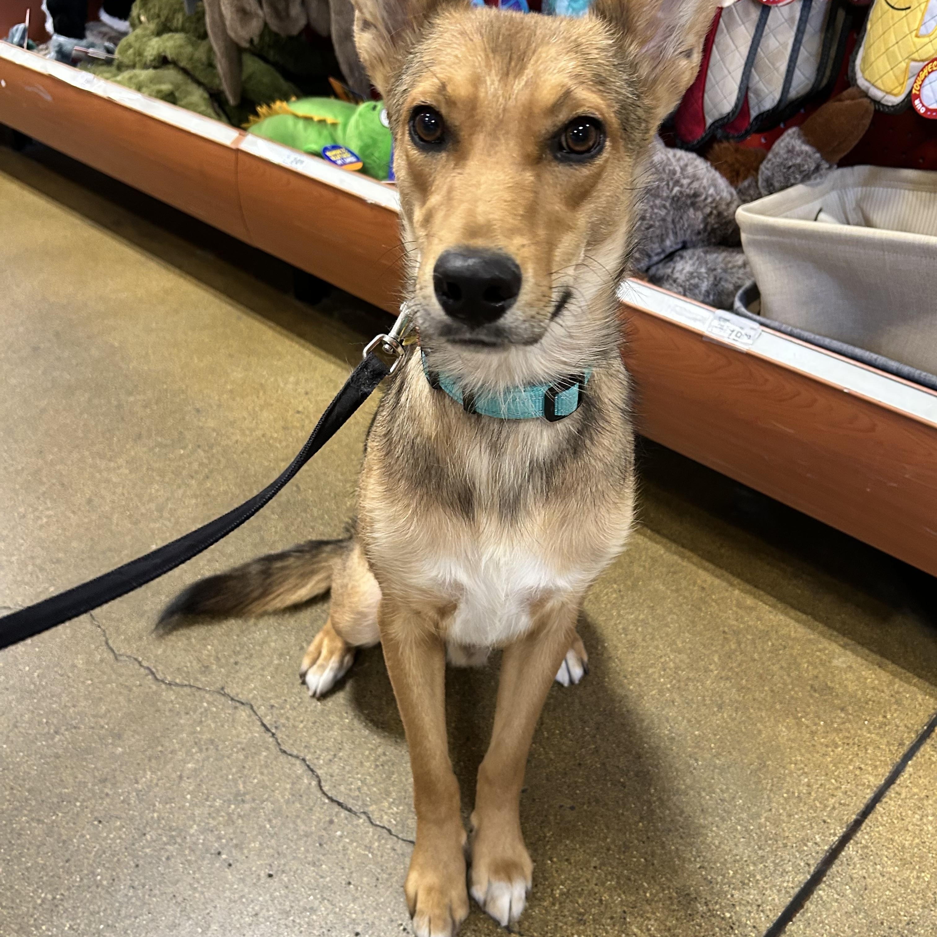 Enlarge Tukee, a Adoptable mixed breed in Phoenix, AZ image 4/6