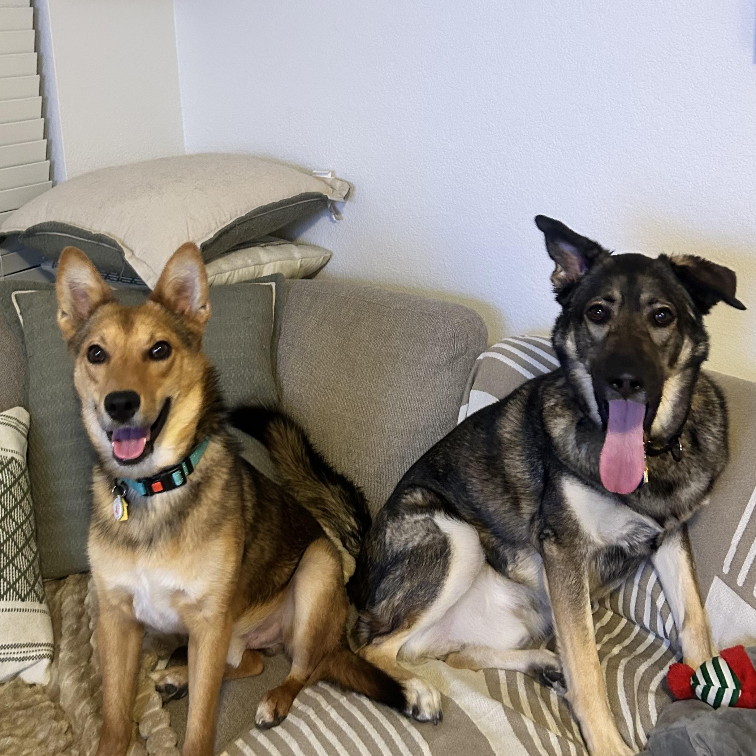 Enlarge Tukee, a Adoptable mixed breed in Phoenix, AZ image 5/5