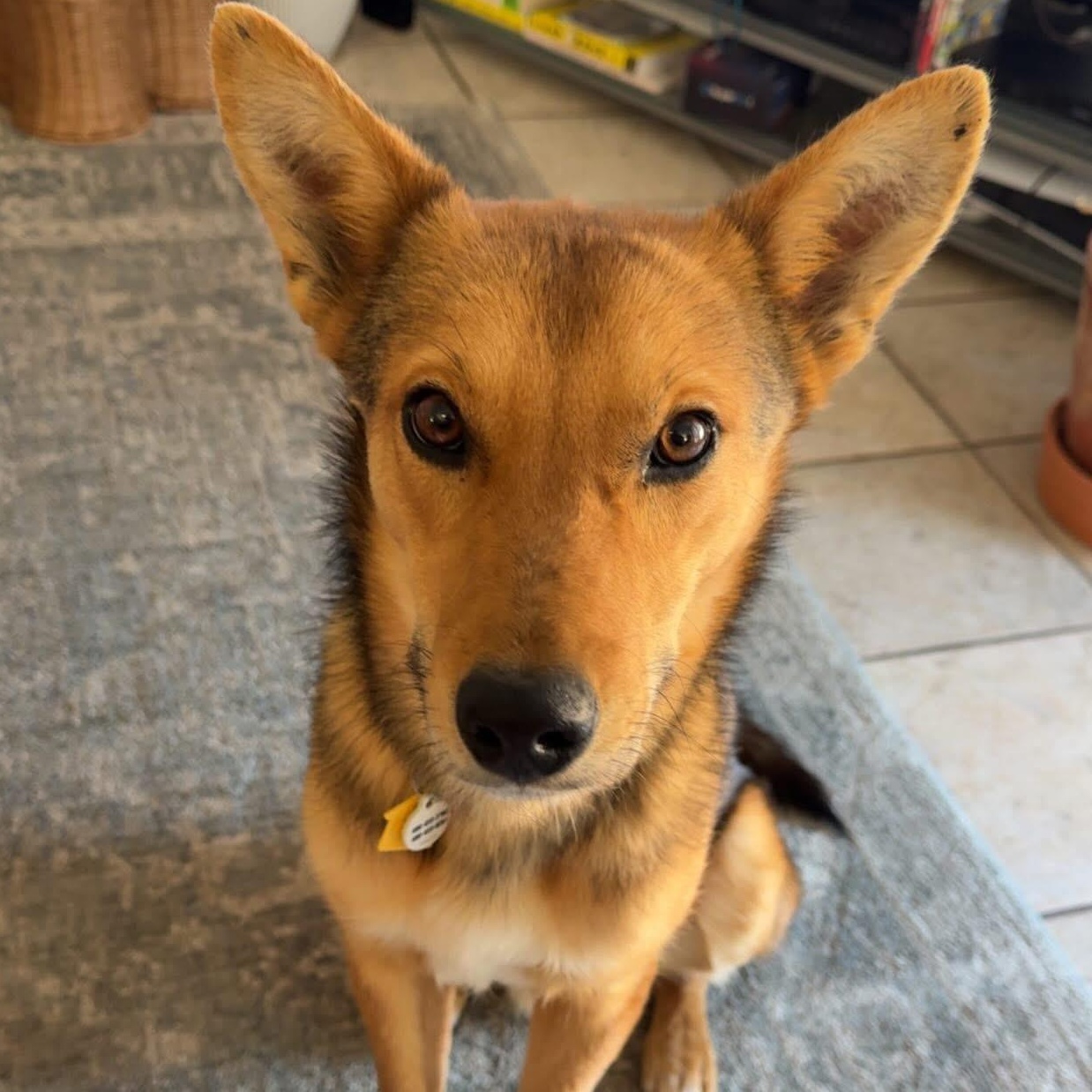 Enlarge Tukee, a Adoptable mixed breed in Phoenix, AZ image 2/5