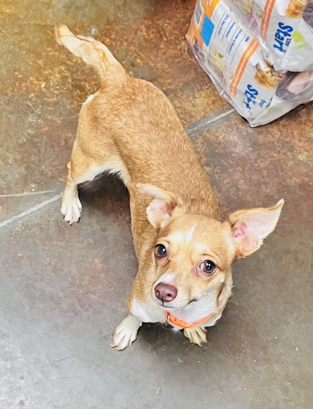 Cardi, Adoptable, Adult Female Chihuahua.