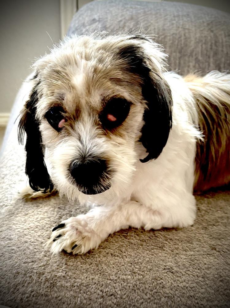 Enlarge Groucho, a Adoptable mixed breed in New Braunfels, TX image 1/2