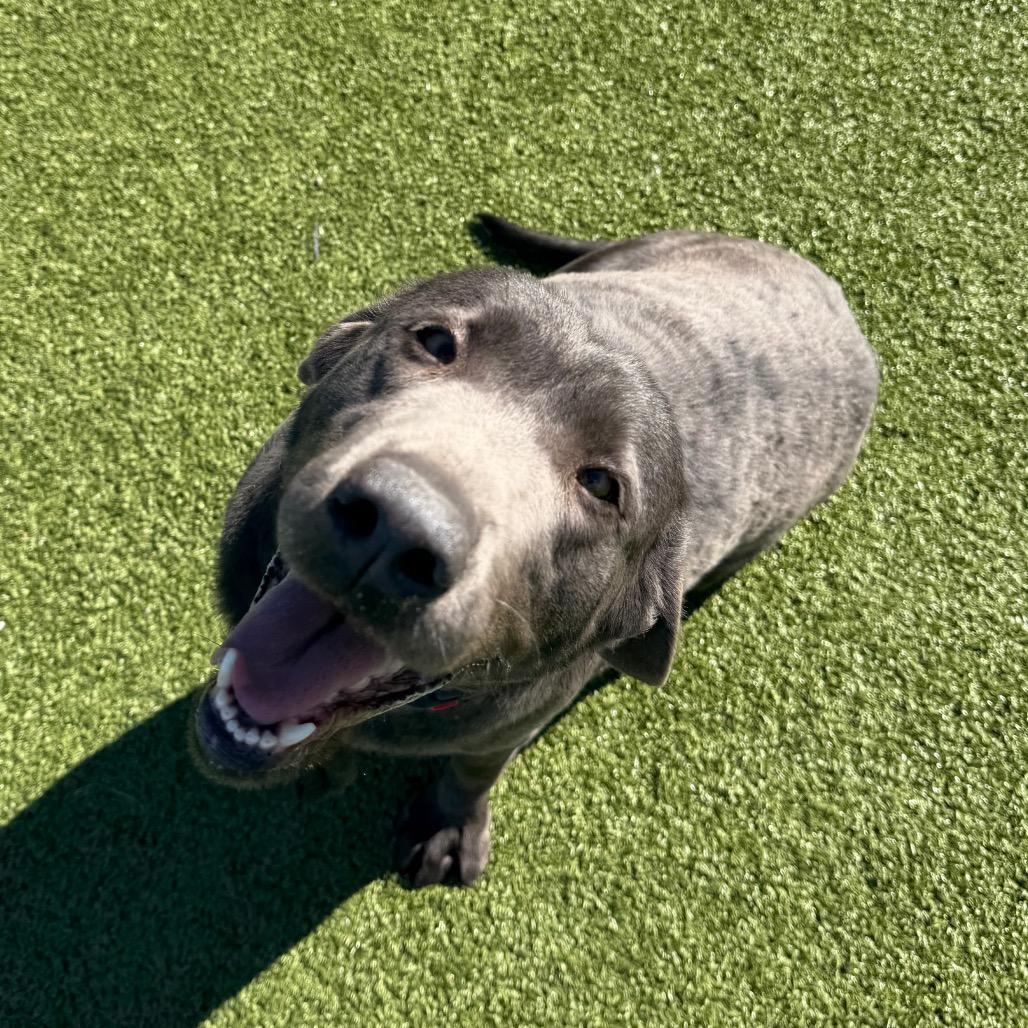 Trinity, Adoptable, Adult Female Labrador Retriever & Mixed Breed.