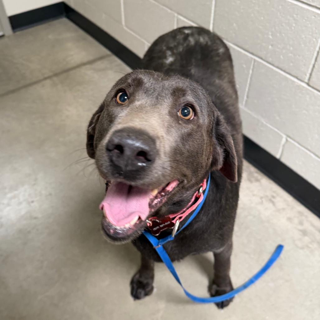Enlarge Trinity, a Adoptable mixed breed in Cody, WY image 2/6