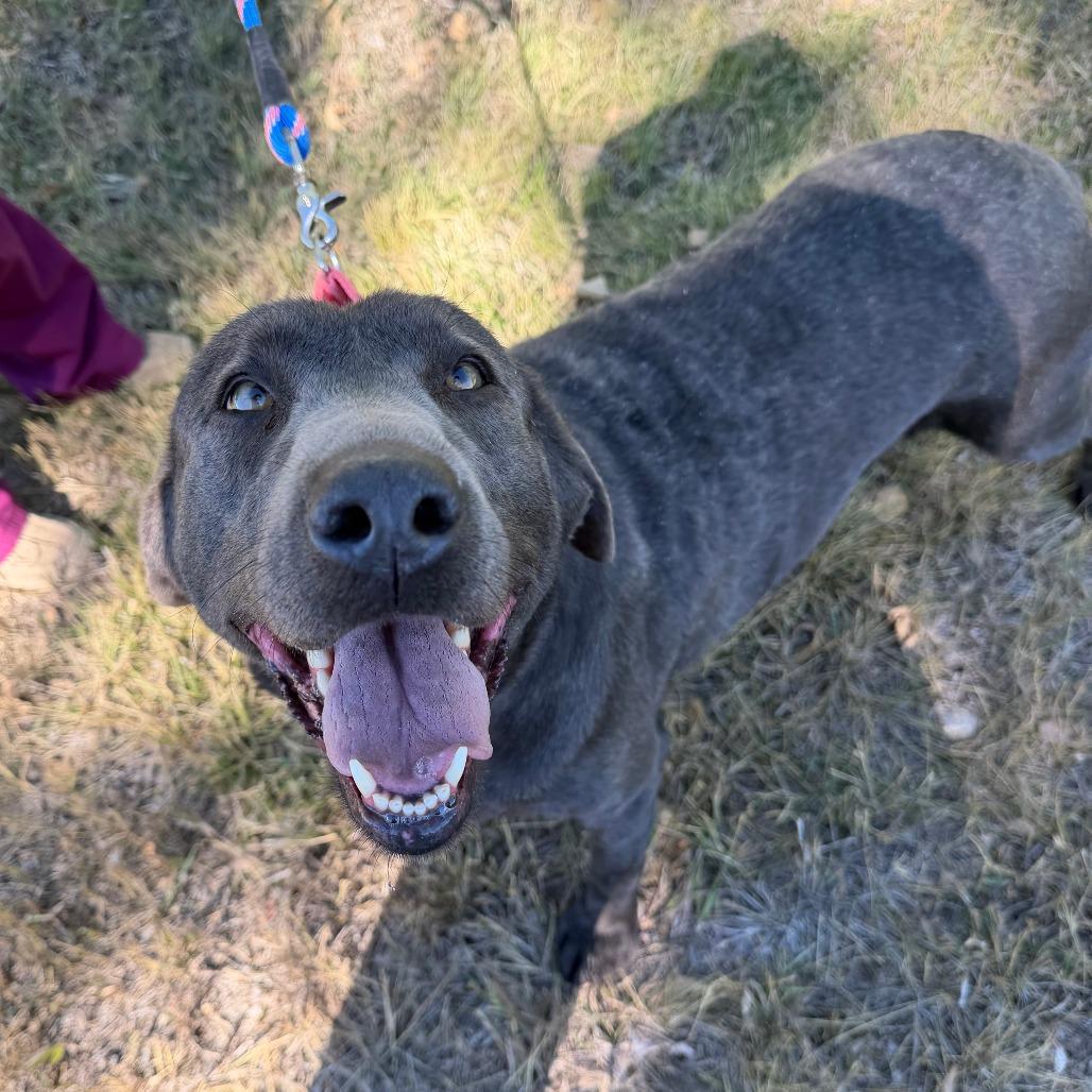 Enlarge Trinity, a Adoptable mixed breed in Cody, WY image 4/6