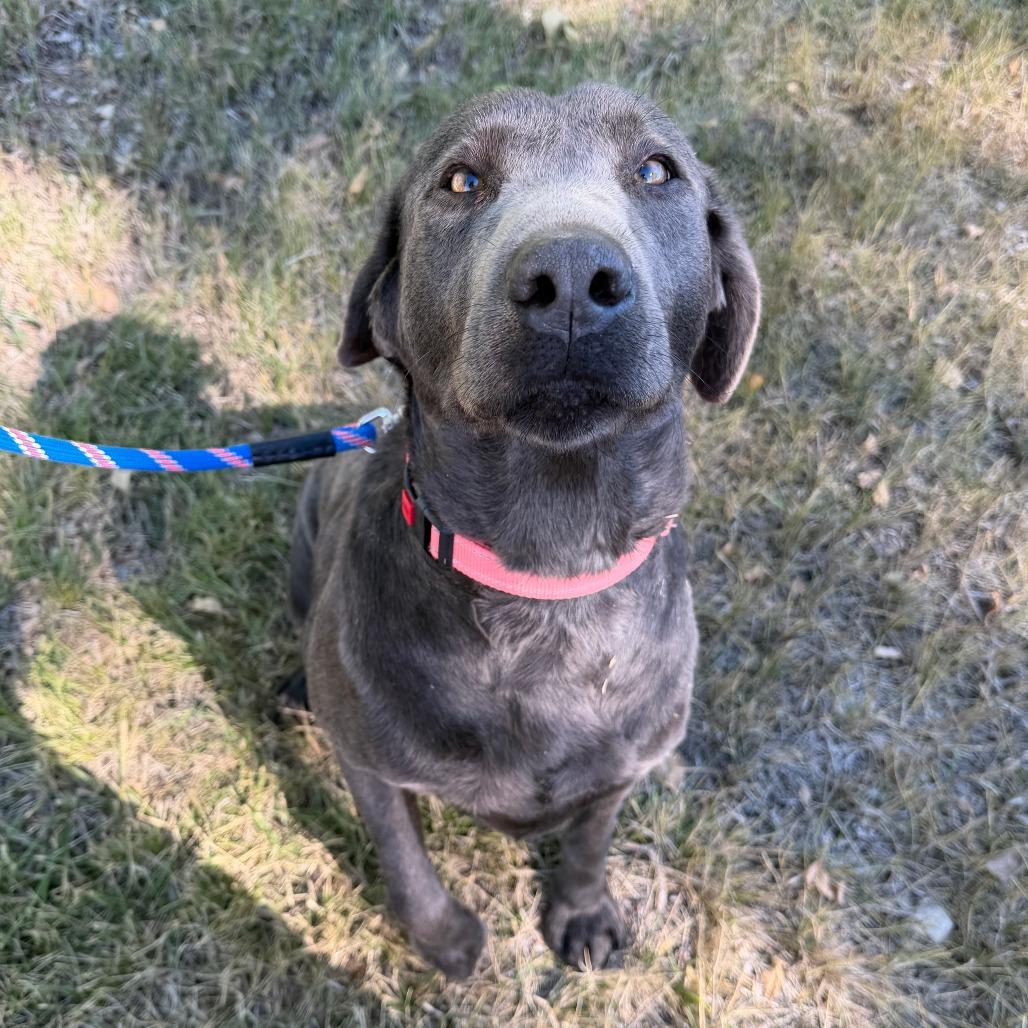 Enlarge Trinity, a Adoptable mixed breed in Cody, WY image 5/6