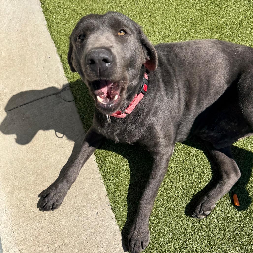 Enlarge Trinity, a Adoptable mixed breed in Cody, WY image 6/6