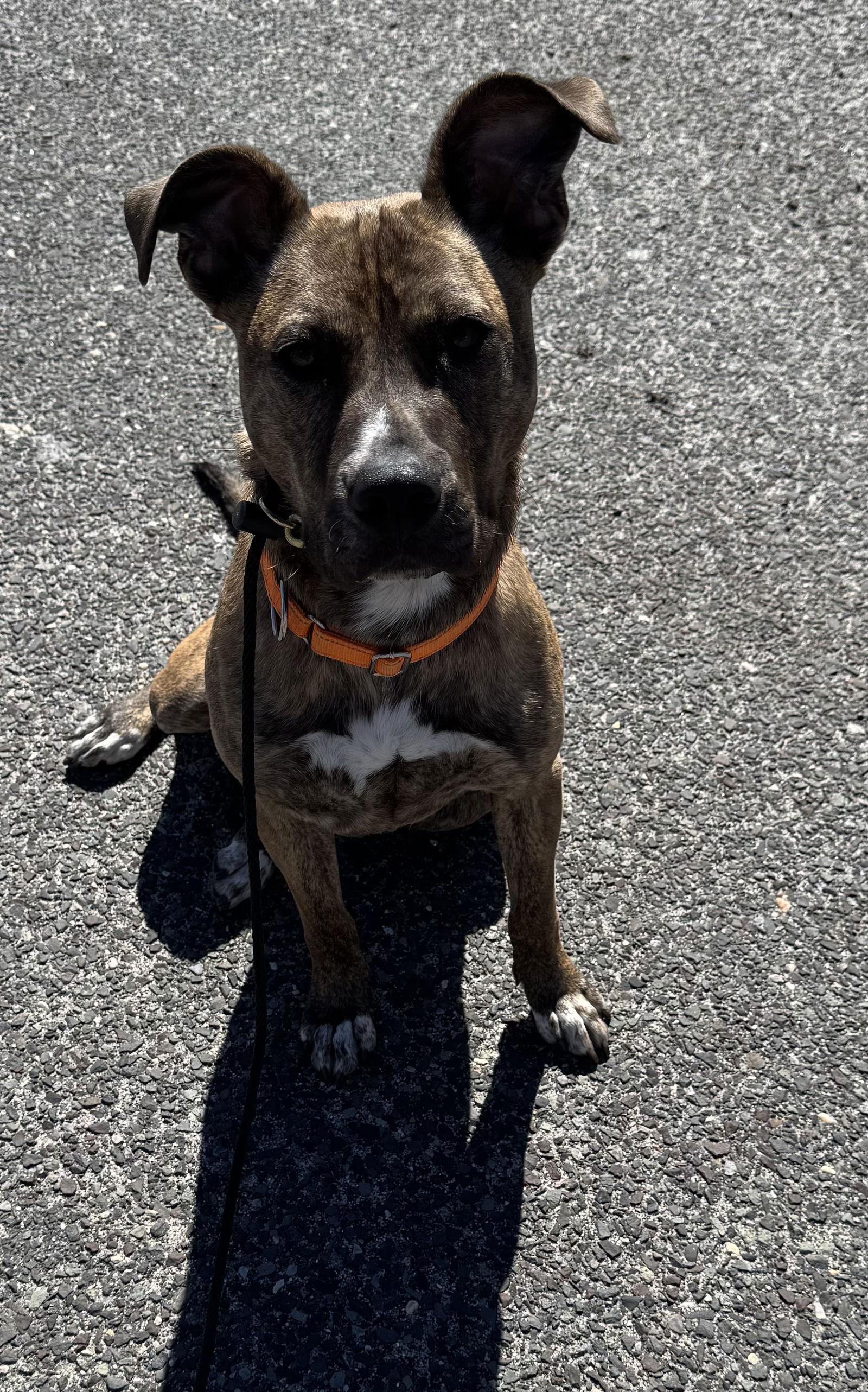Enlarge Chet, a Adopted Plott Hound in Oakhurst, NJ image 1/3
