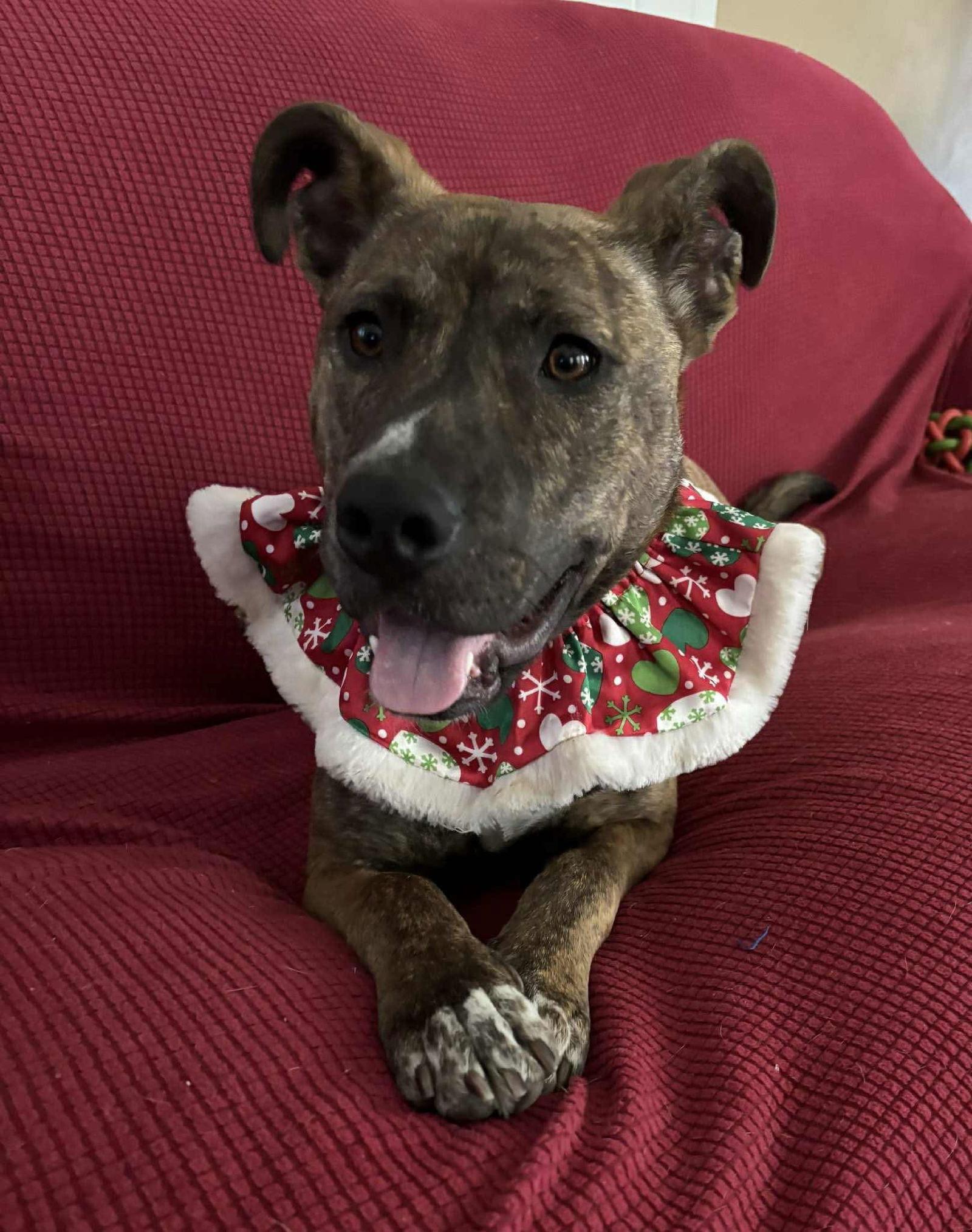 Enlarge Chet, a Adopted Plott Hound in Oakhurst, NJ image 2/3
