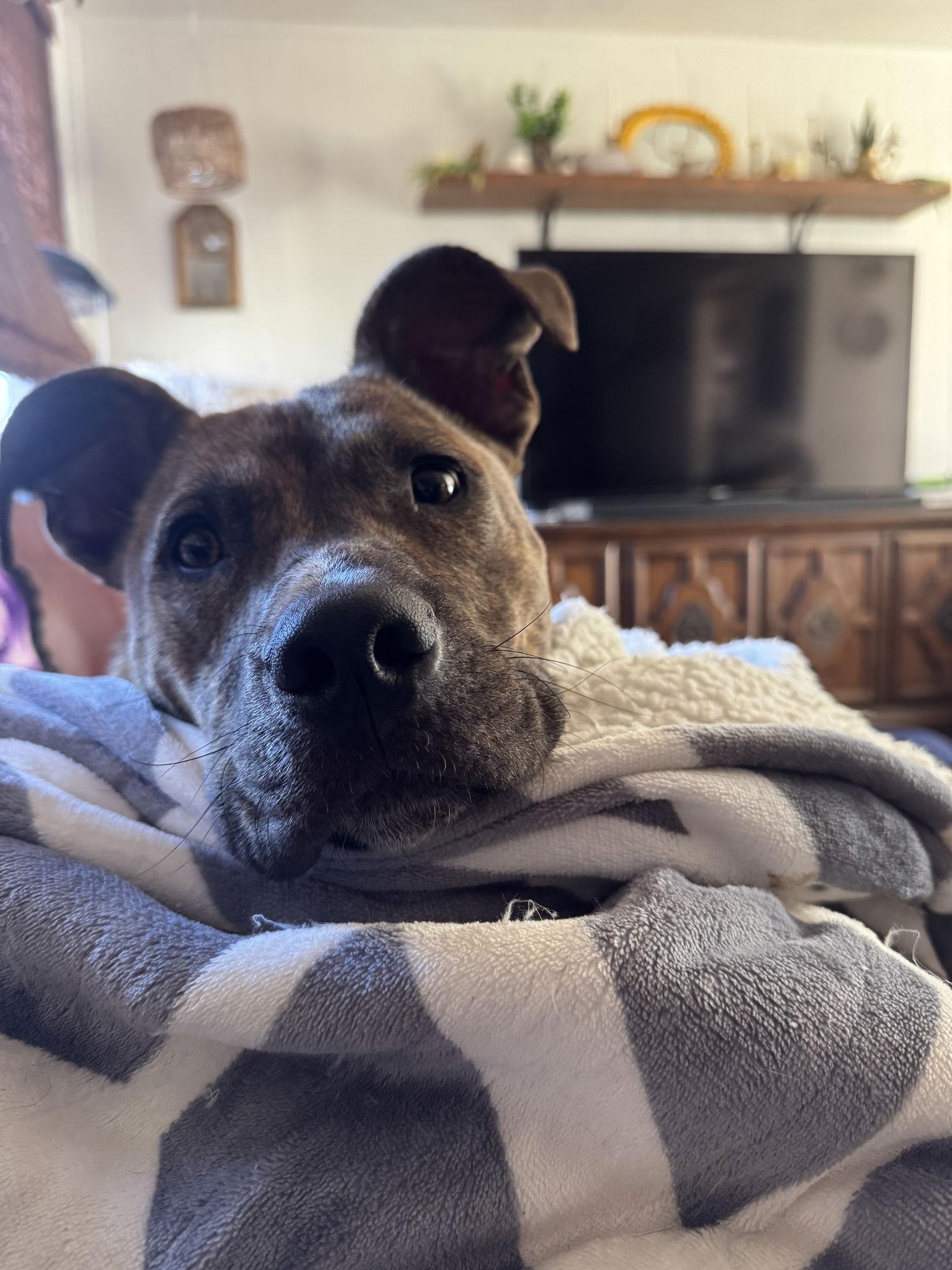 Enlarge Chet, a Adopted Plott Hound in Oakhurst, NJ image 3/3