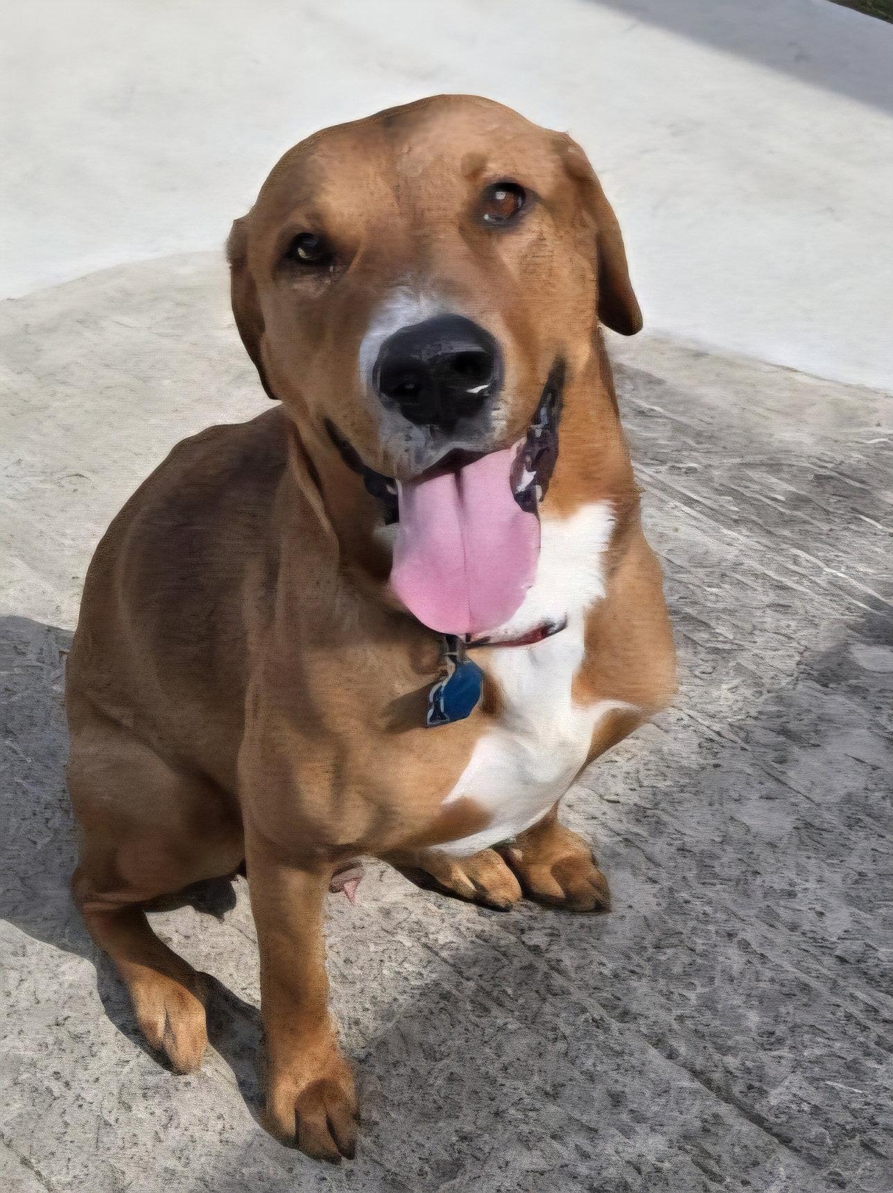 Max, Adoptable, Young Male Retriever.