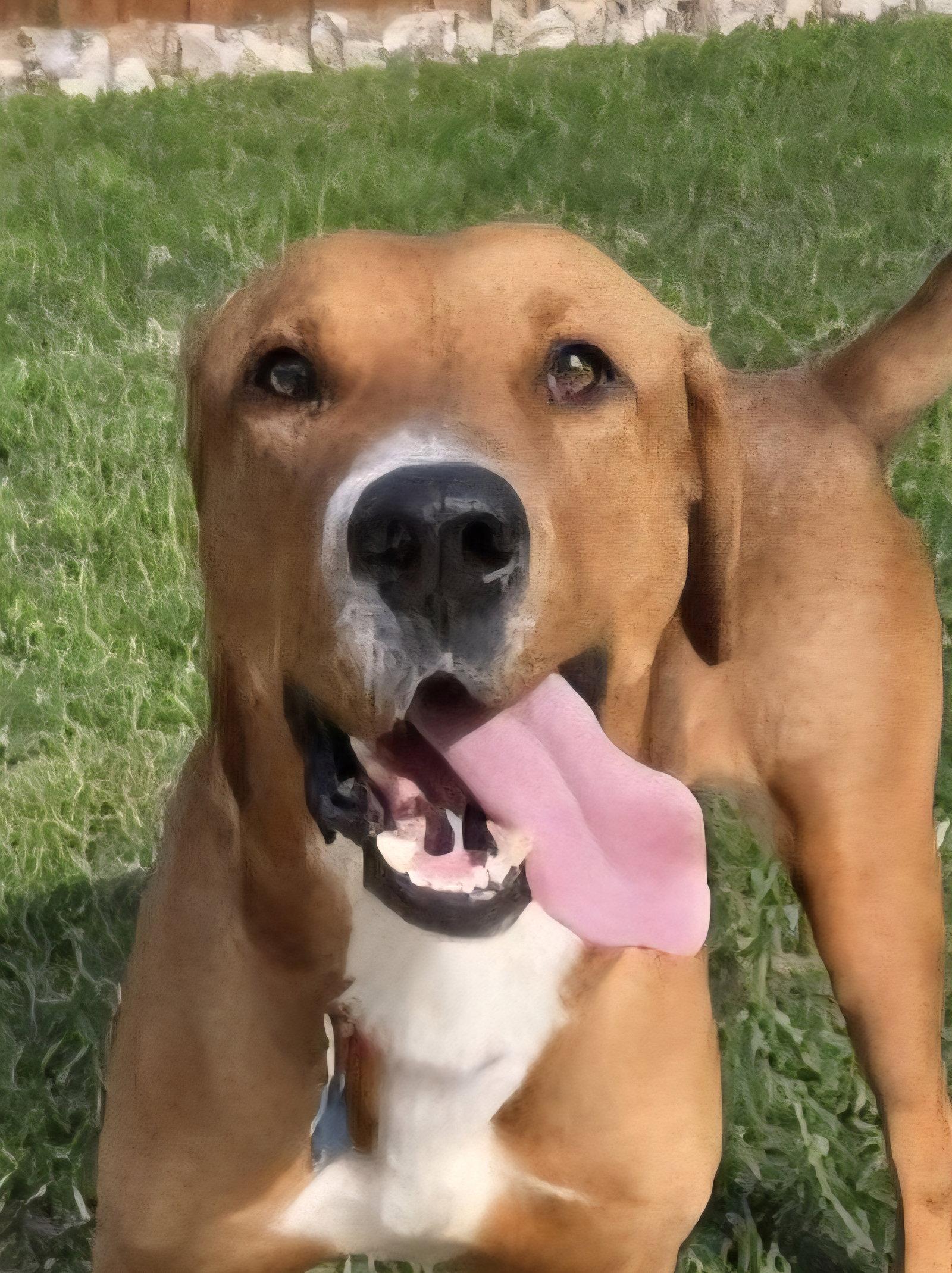 Enlarge Max, a Adoptable Retriever in Euless, TX image 2/3