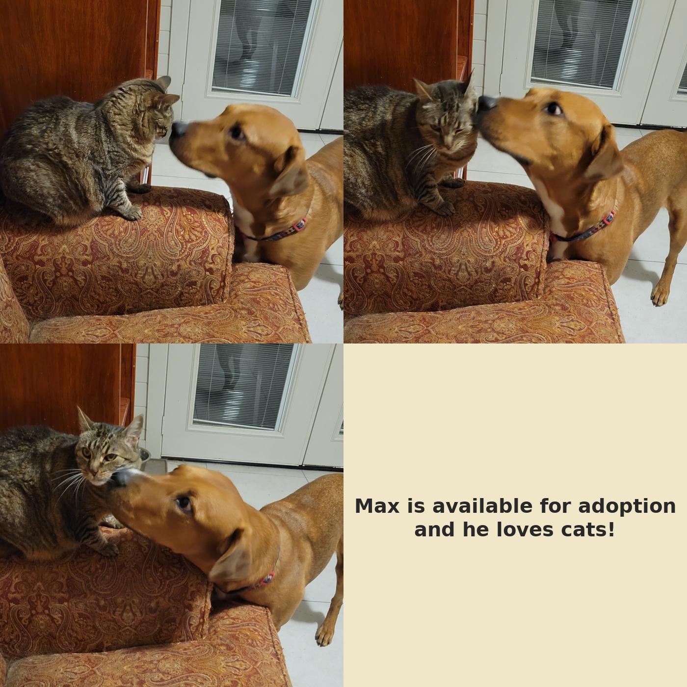 Enlarge Max, a Adoptable Retriever in Euless, TX image 3/3