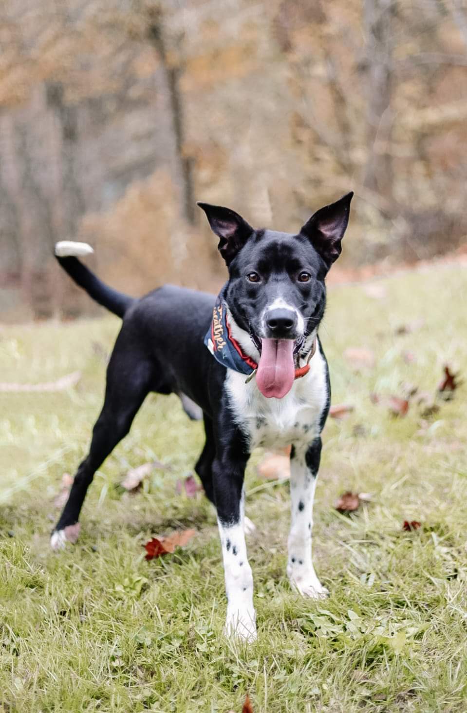 Charley, Adoptable, Adult Male Labrador Retriever.