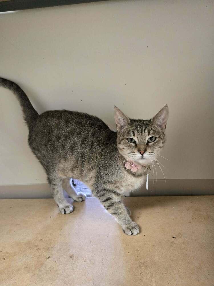 Enlarge Equinox, a Adoptable mixed breed in tucson, AZ image 2/5