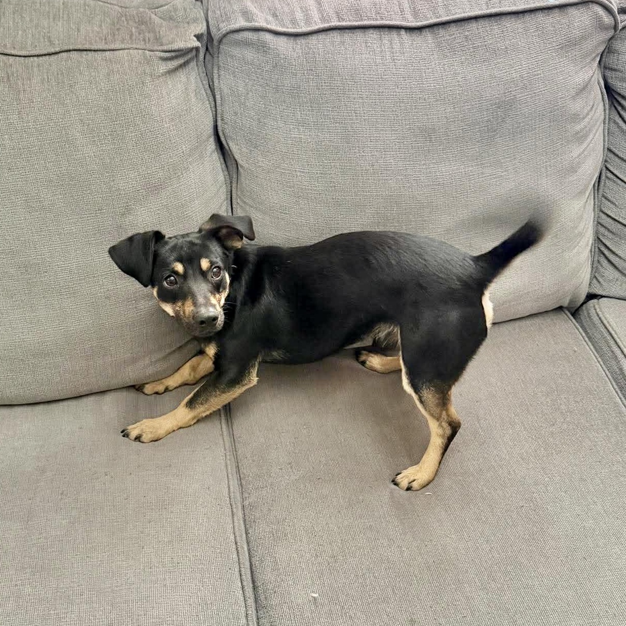 Enlarge Willy, an adopted mixed breed in Lago Vista, TX image 1/6