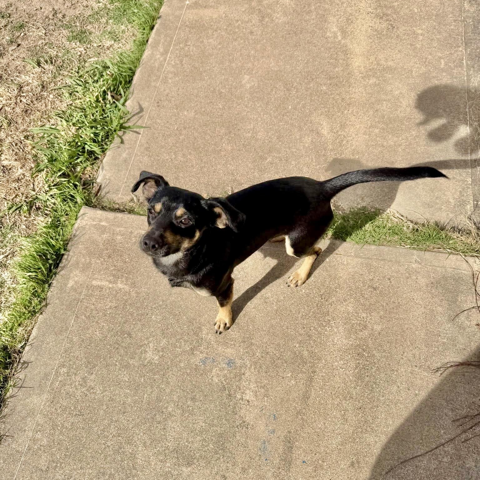 Enlarge Willy, an adopted mixed breed in Lago Vista, TX image 6/6