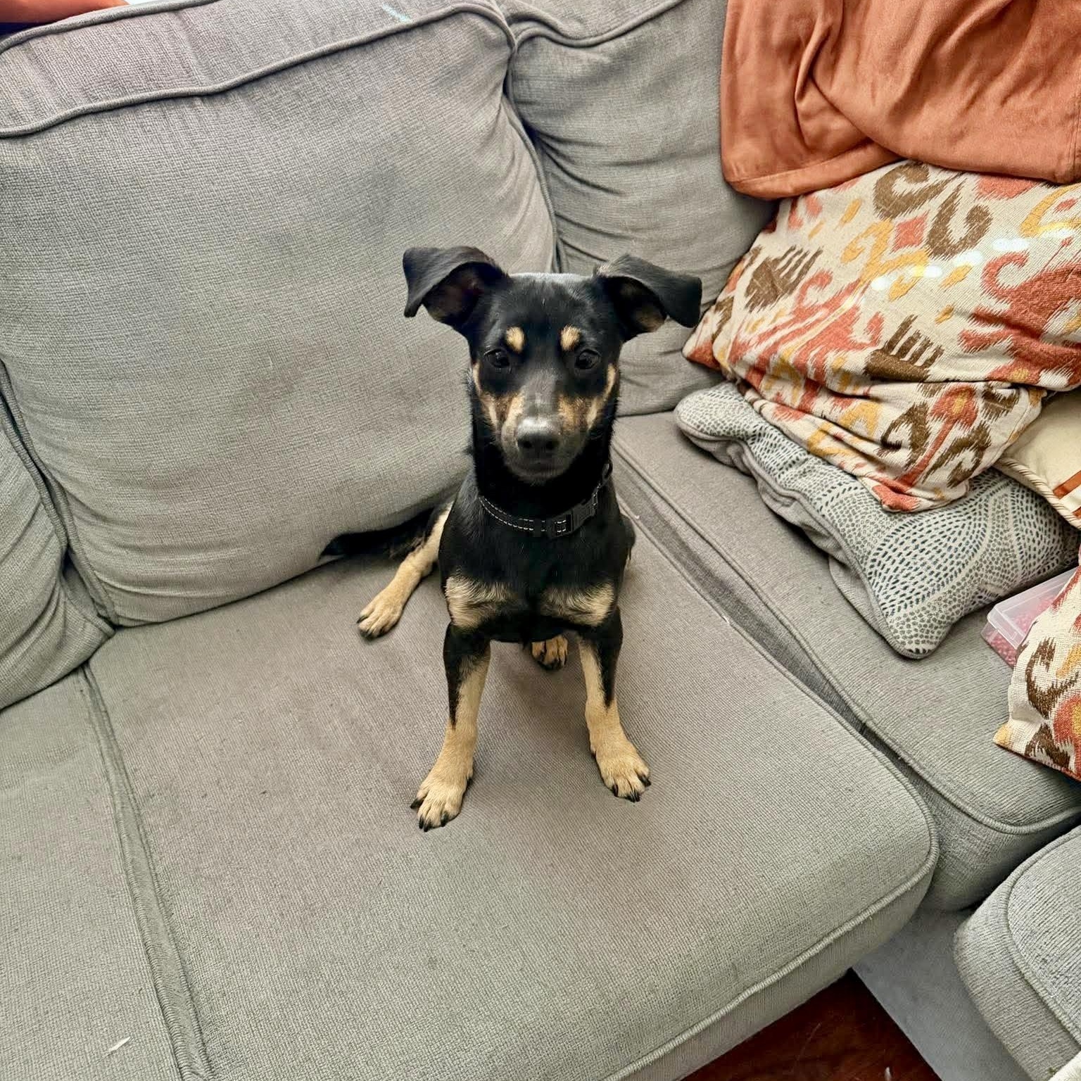 Enlarge Willy, an adopted mixed breed in Lago Vista, TX image 4/6