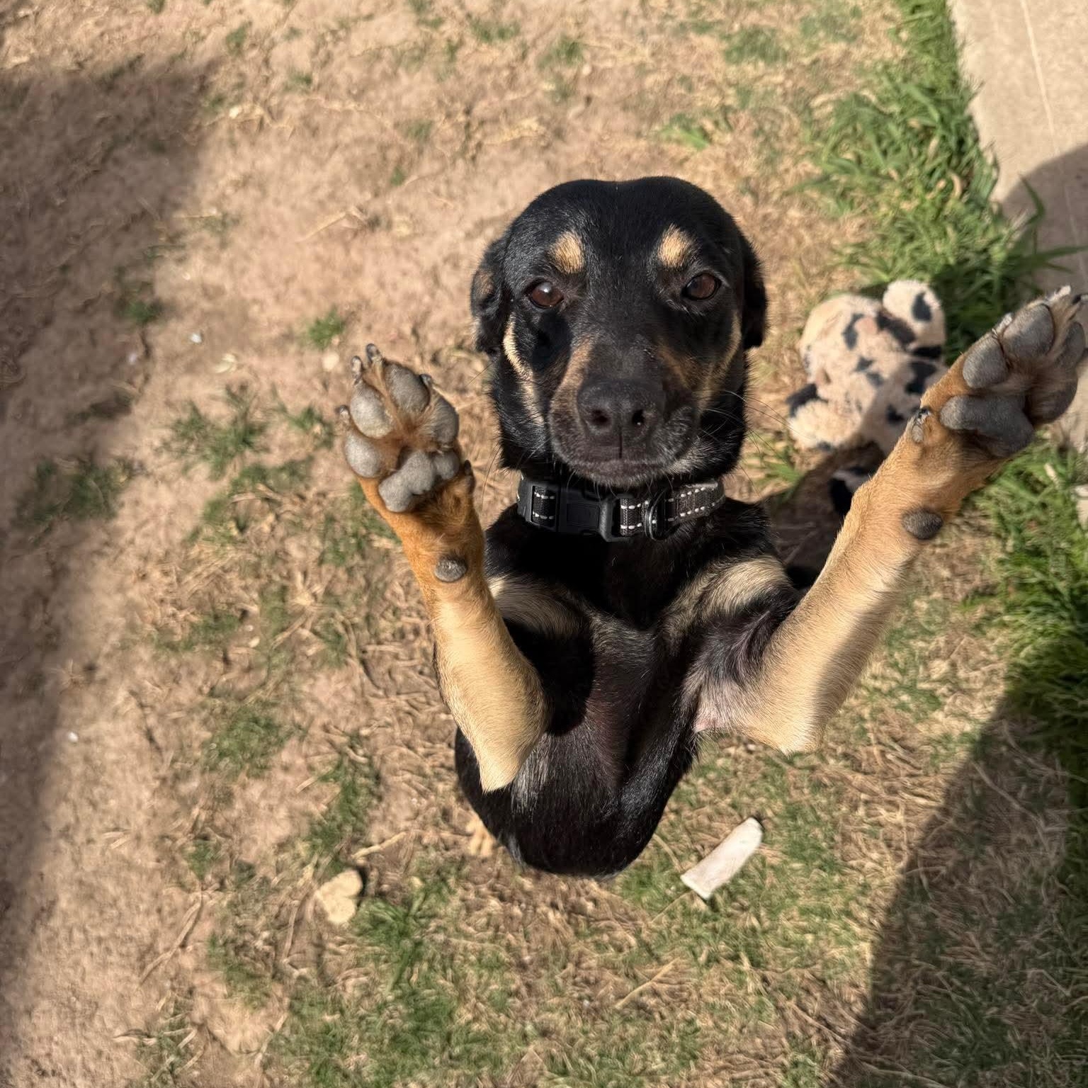 Enlarge Willy, an adopted mixed breed in Lago Vista, TX image 5/6
